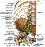 Anatomie: heup,bovenbeen,knie,onderbeen,enkel,voet,acetabulum,collum femoris,trachanter,femur,epicondyl,meniscus,kruisband,cruciate ligament,patella,knieschijf,tibia,fibula,malleolus,talus,calcaneus,tarsus,metatarsus,phalanx,falanx,quadriceps femoris,rectus femoris,sartorius,tensor fasciae latae,tractus iliotibialis,biceps femoris,gastrocnemius,semimembranosus,semitendinosus,soleus,suralis,vena saphena parva,vena saphena magna,sciatic,ischiadicus,peronea